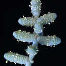 Image of Tecticornia verrucosa P. G. Wilson