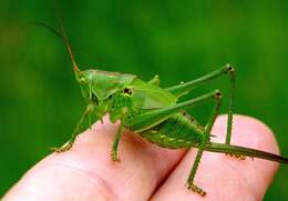 Image of Great green bushcricket