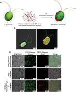 Image of Chlamydomonas reinhardtii