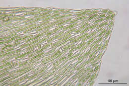 Image of Rhynchostegium murale W. P. Schimper ex B. S. G. 1852