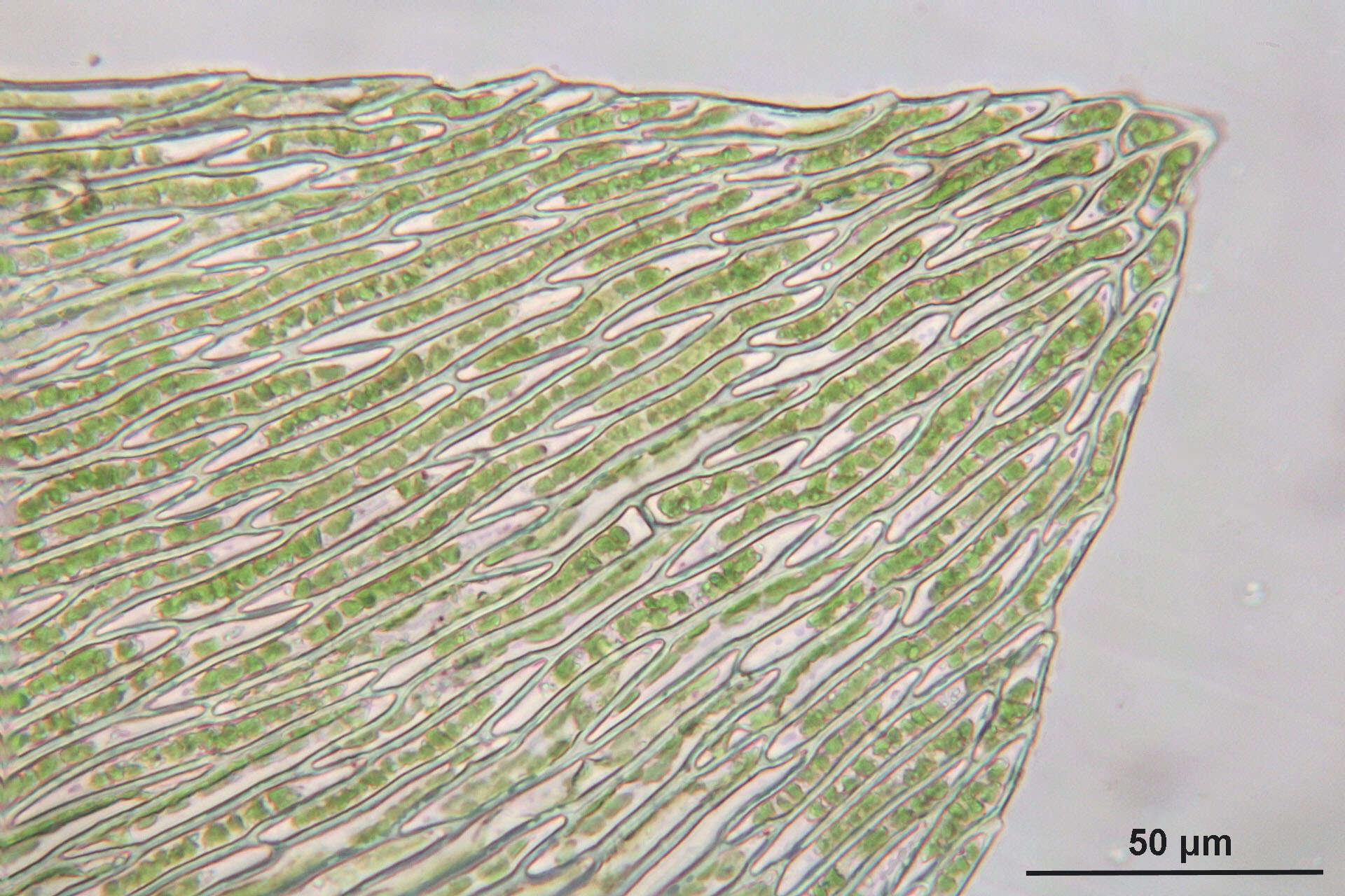 Image of Rhynchostegium murale W. P. Schimper ex B. S. G. 1852