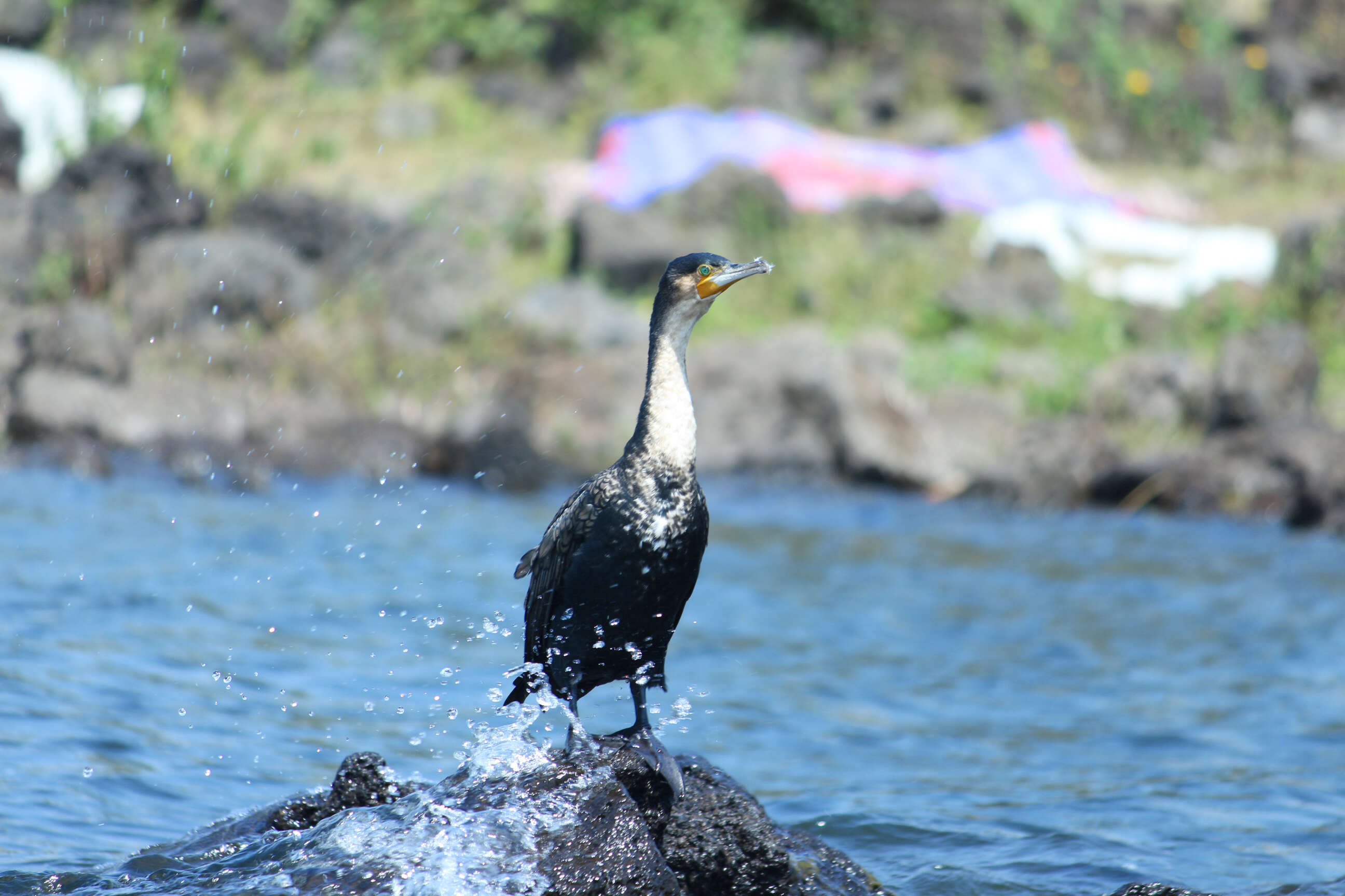 Image of White-breasted Cormorant