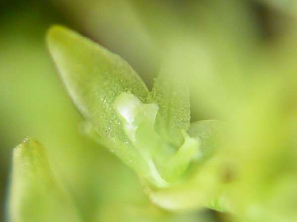 Image of Acianthera caldensis (Hoehne & Schltr.) F. Barros