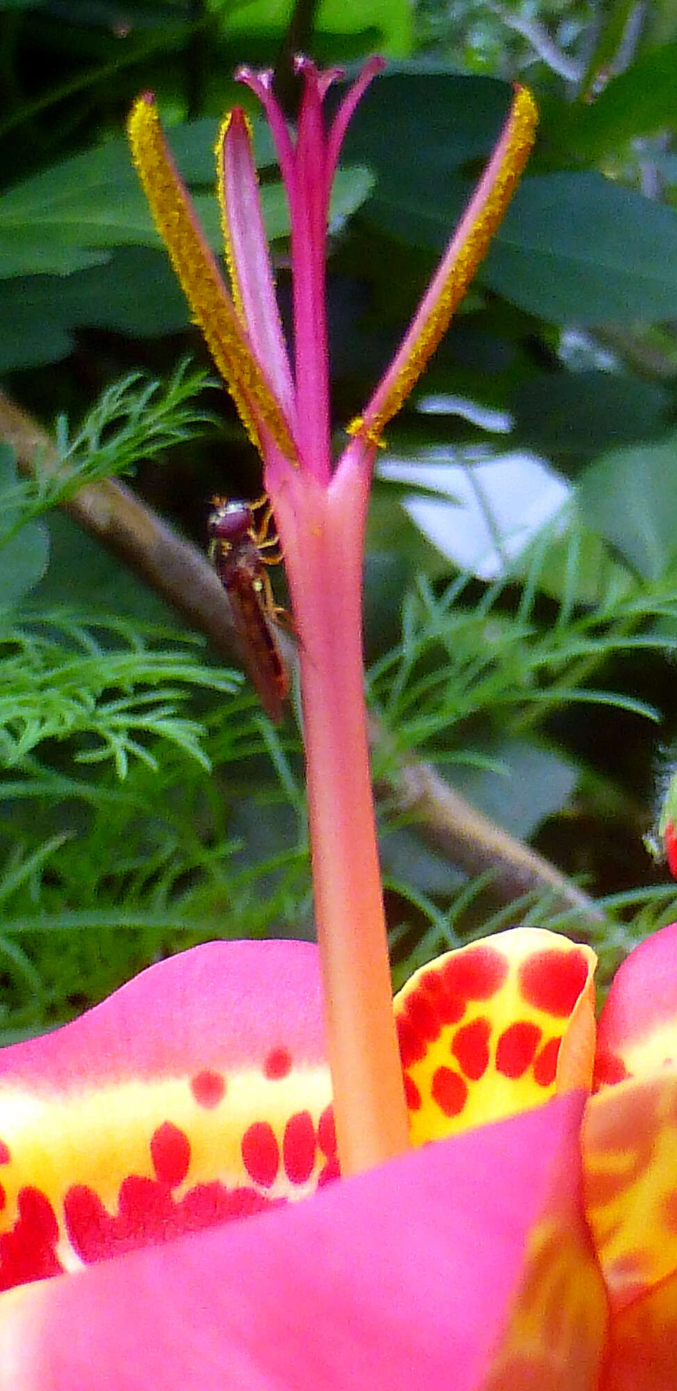 Image of Mexican Shellflower