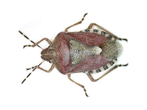 Image of sloe bug