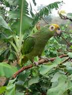 Image of Yellow-crowned Parrot, Yellow-crowned Amazon