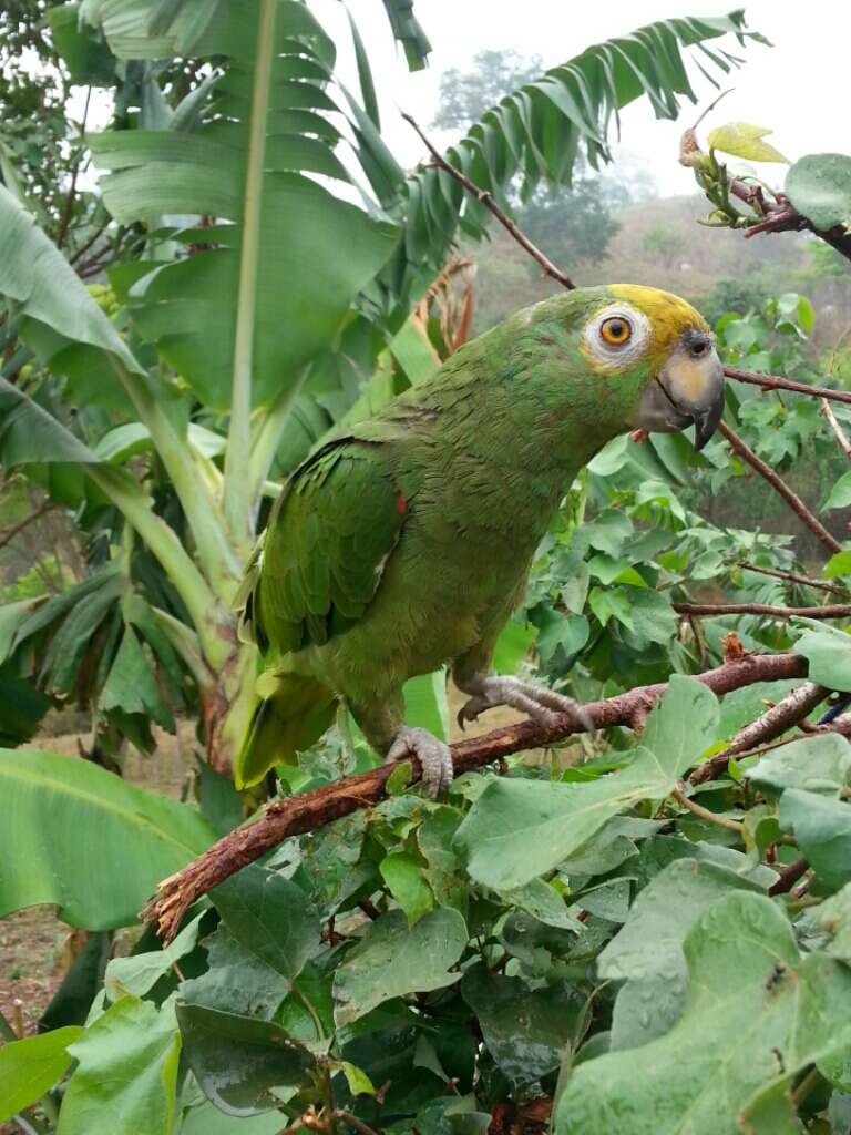 Image of Yellow-crowned Parrot, Yellow-crowned Amazon