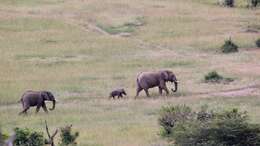 Image of African elephant