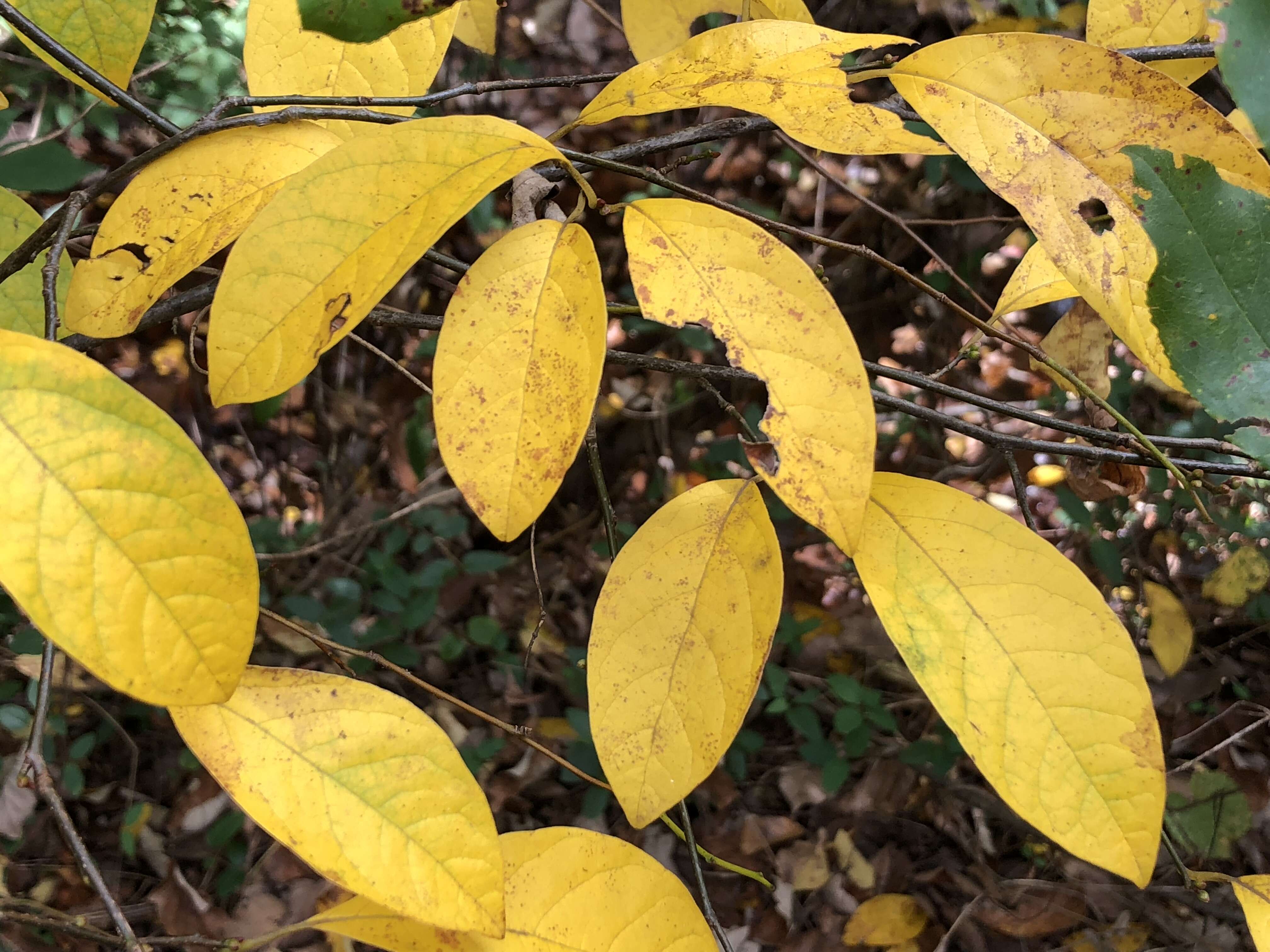 Image of northern spicebush