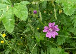 Image of high mallow