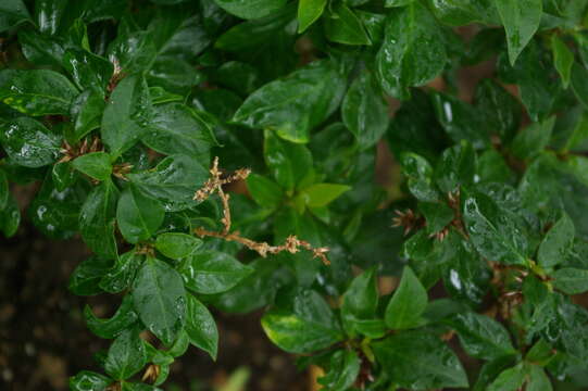 Слика од Achyranthes arborescens R. Br.