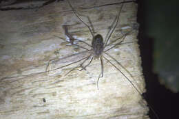 Image of Daddy longleg