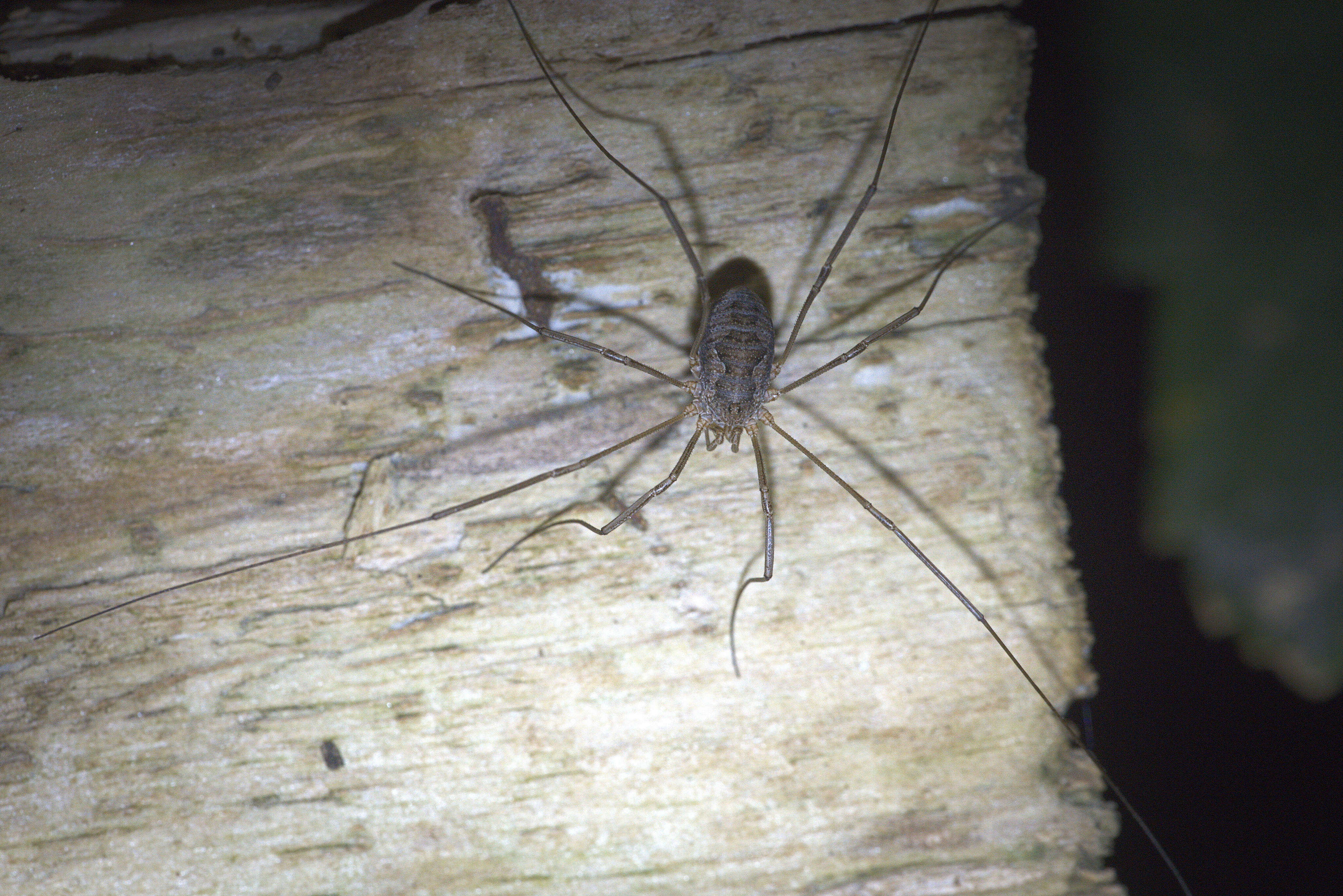 Image of Daddy longleg