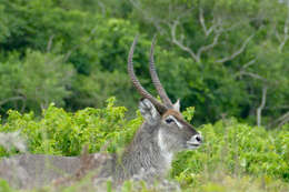 Image of Reduncinae