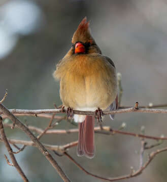 Image of Cardinalis Bonaparte 1838