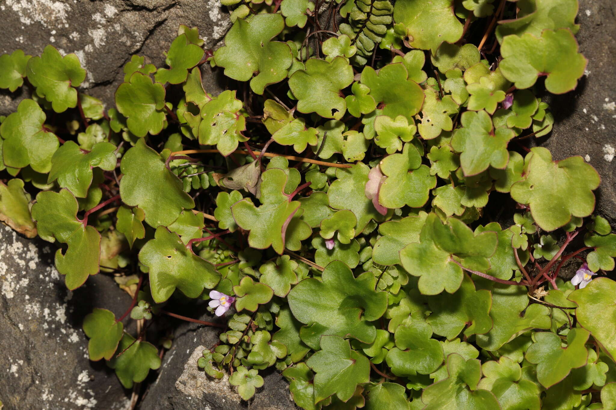 Image of Ivy-leaved Toadflax