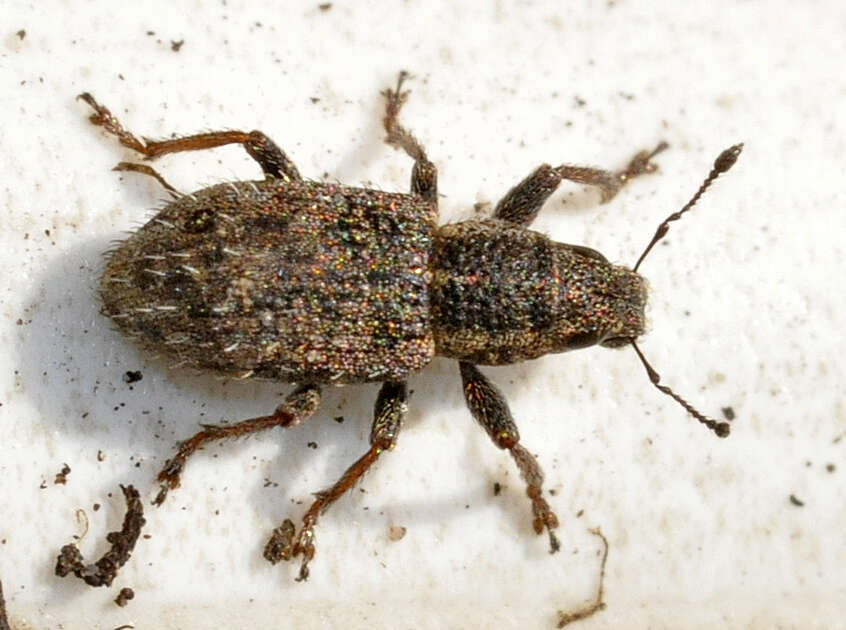 Image of Clover Root Weevil