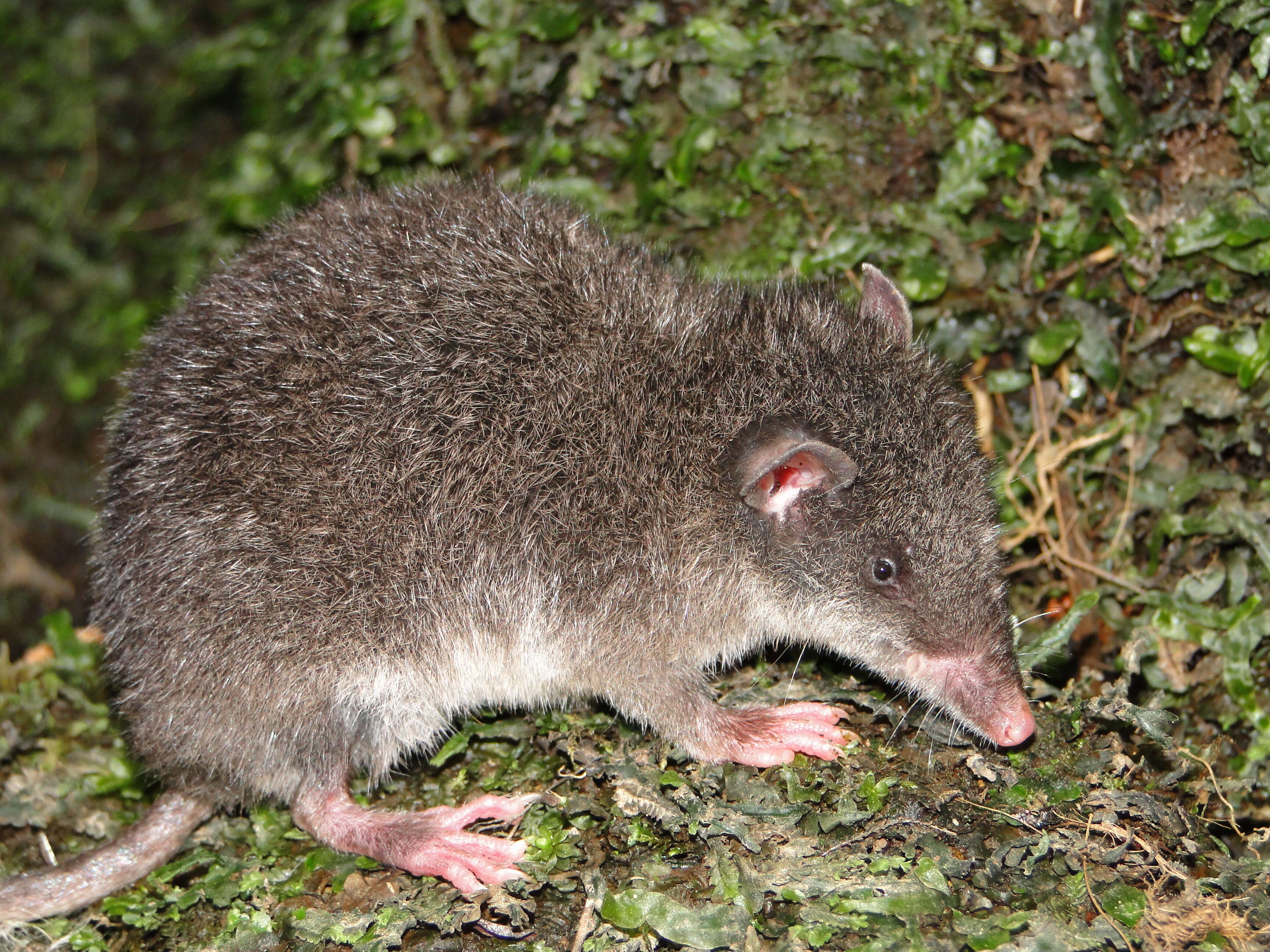 Image of shrew opossums