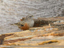 Image of Alpine Accentor