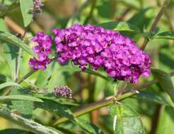 Image of butterfly-bush