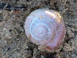 Image of Brown Lipped Snail