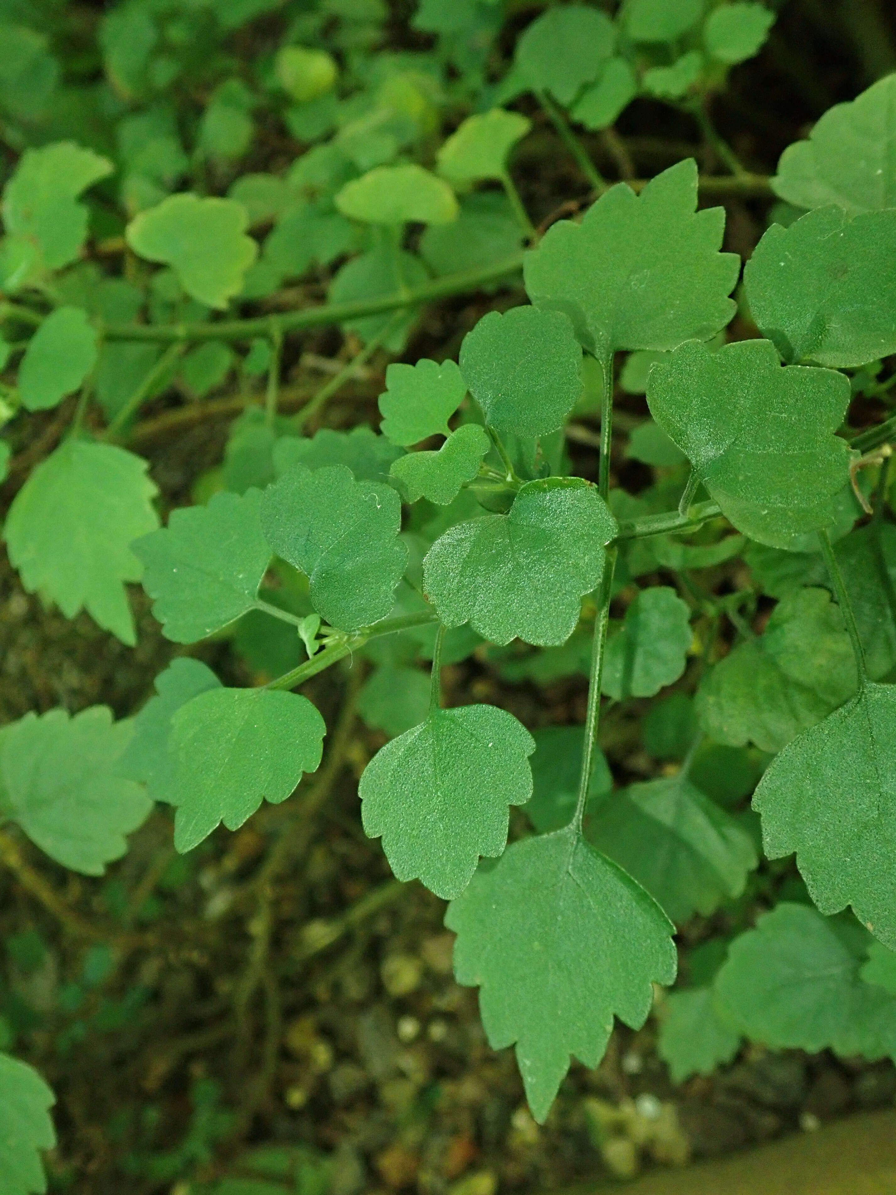 Image de Plectranthus saccatus Benth.