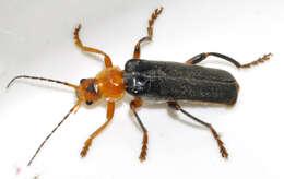 Image of Cantharis livida