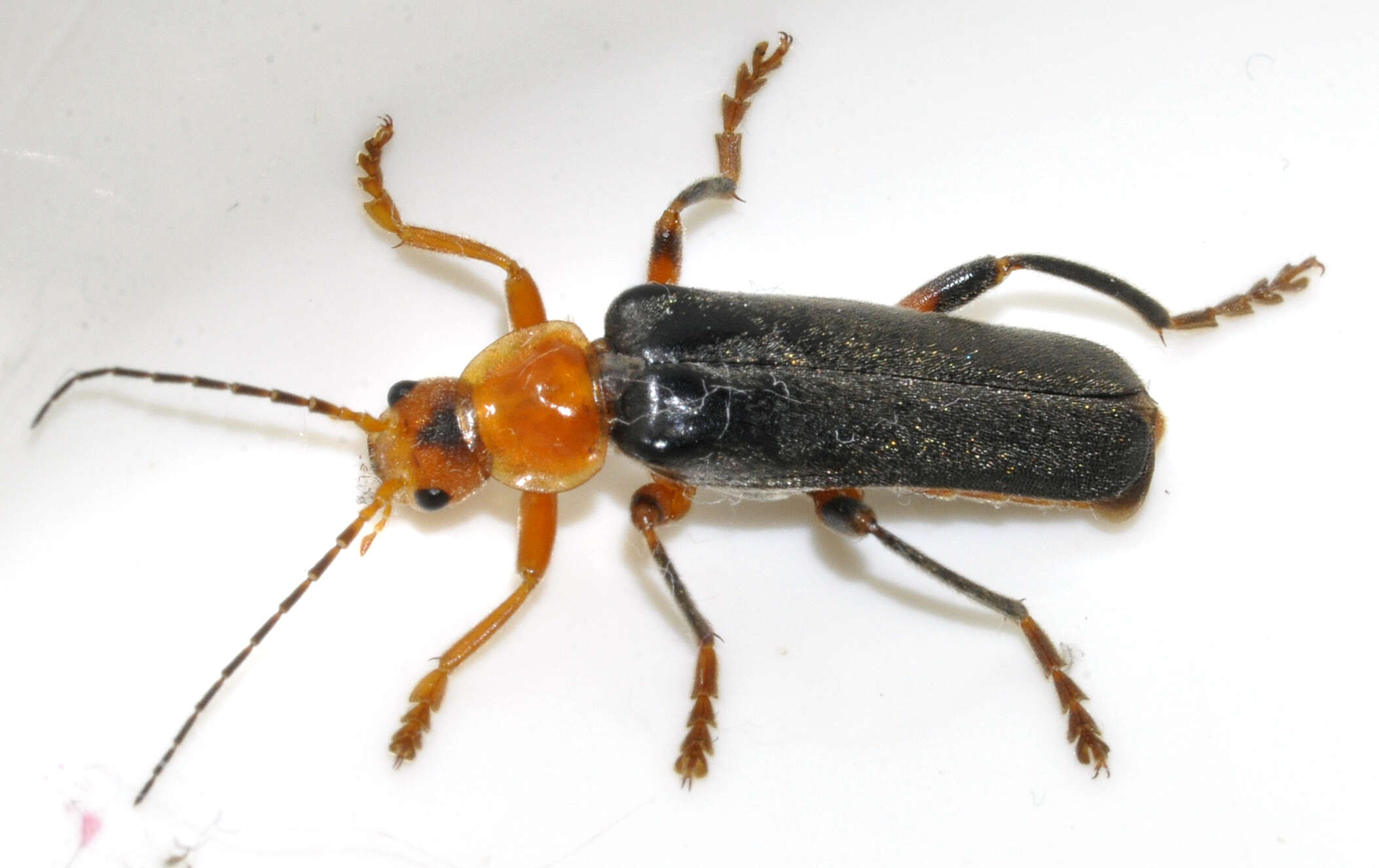 Image of Cantharis livida