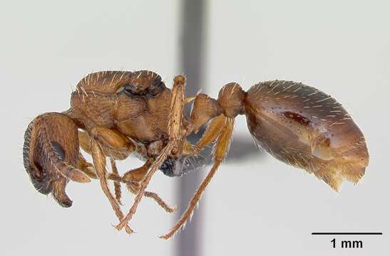 Image of Myrmica rugulosa Nylander 1849