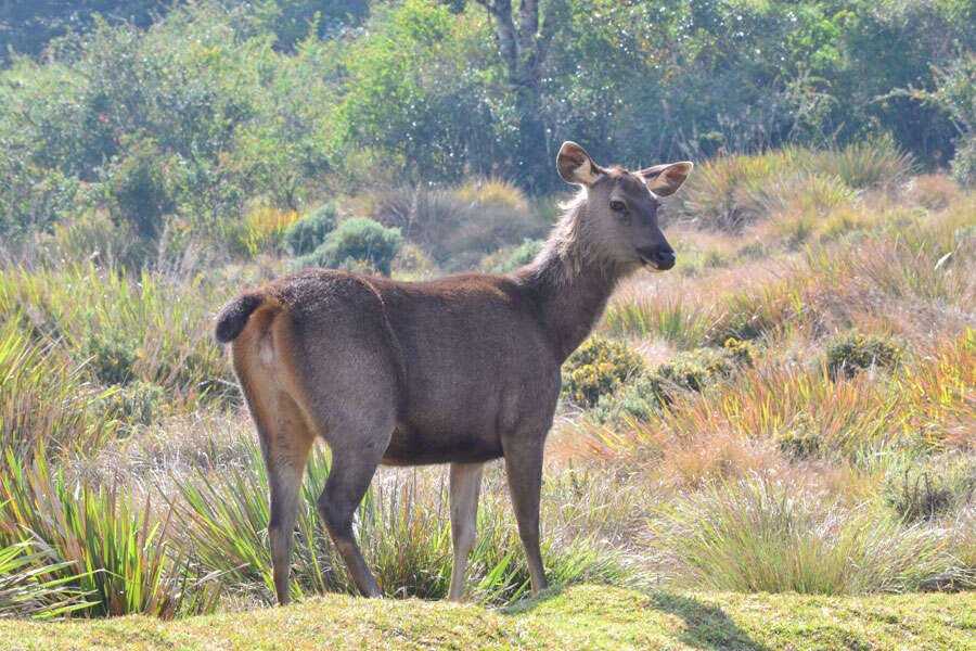 Image of Sri Lankan sambar deer