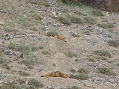 Imagem de Marmota caudata (Geoffroy 1844)