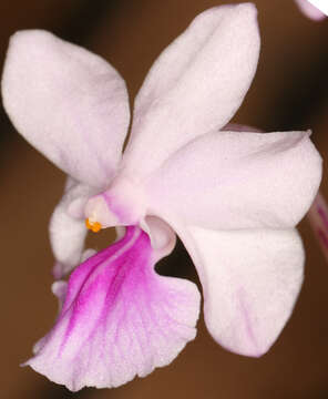 Image de Holcoglossum