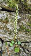 Image of Umbilicus rupestris (Salisb.) Dandy