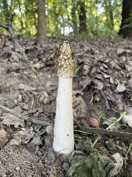 Image of Stinkhorn