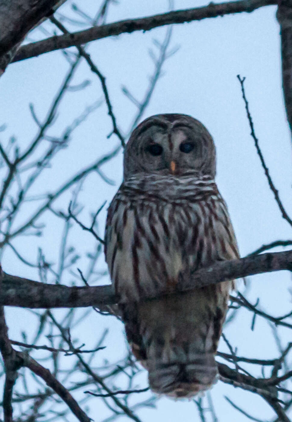 Image of Barred Owl