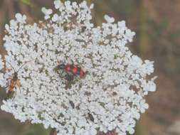 Image of Queen Anne's lace