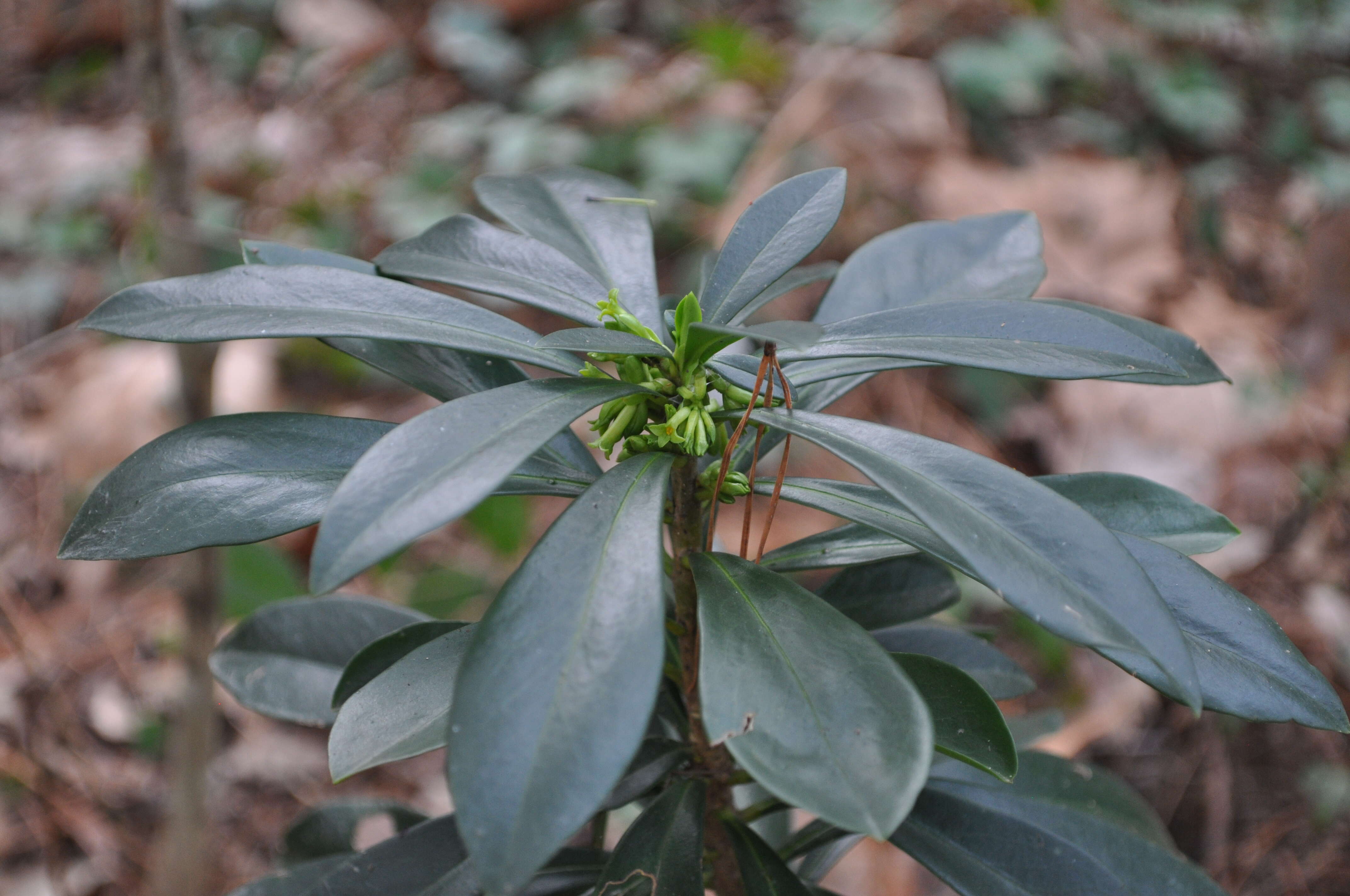 Imagem de Daphne laureola L.