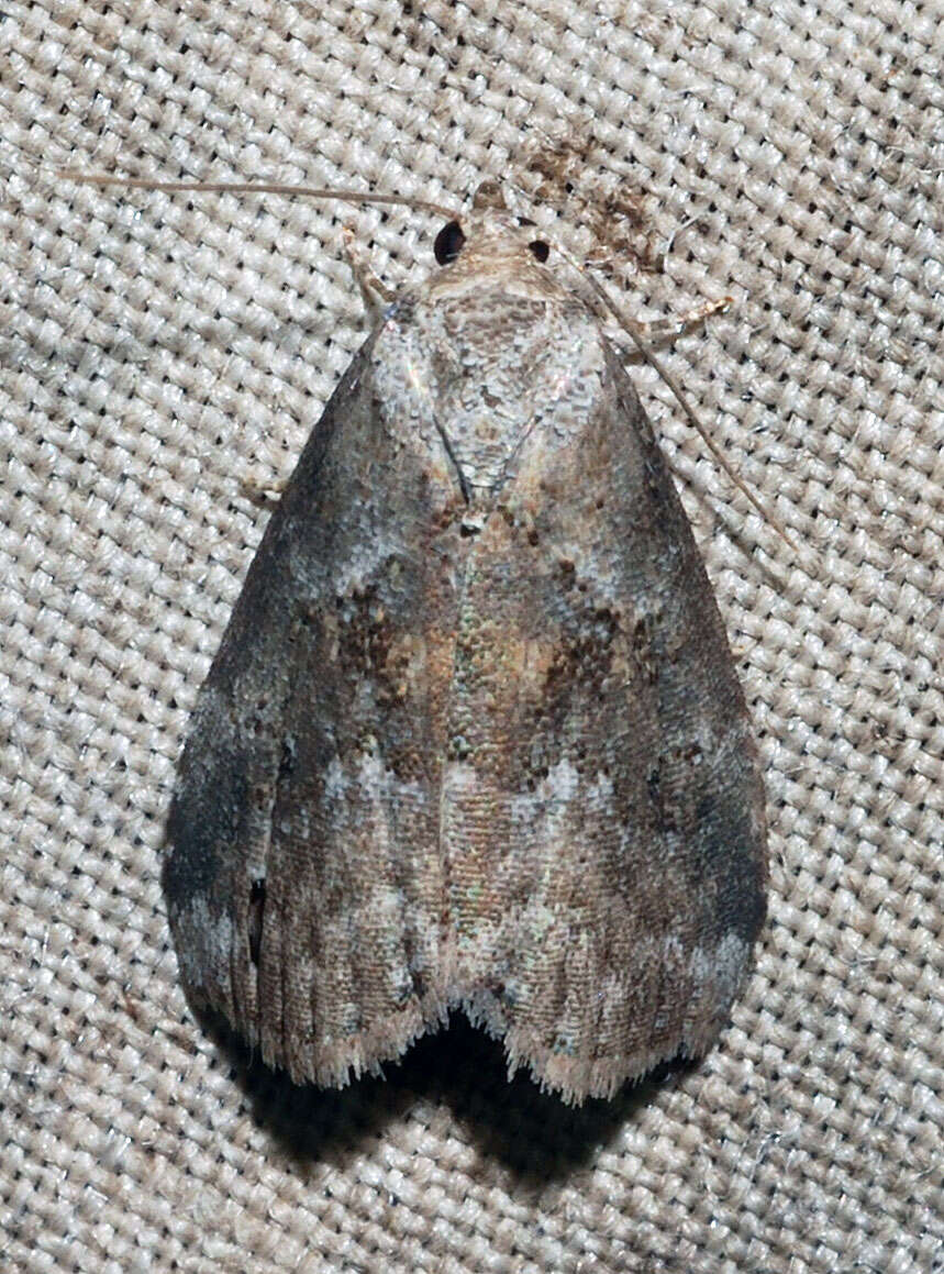 Image of White-lined Graylet