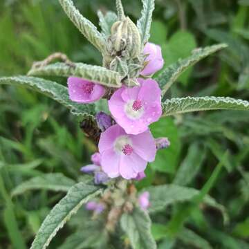 Image of globemallow