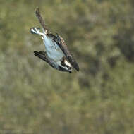 Image of ospreys