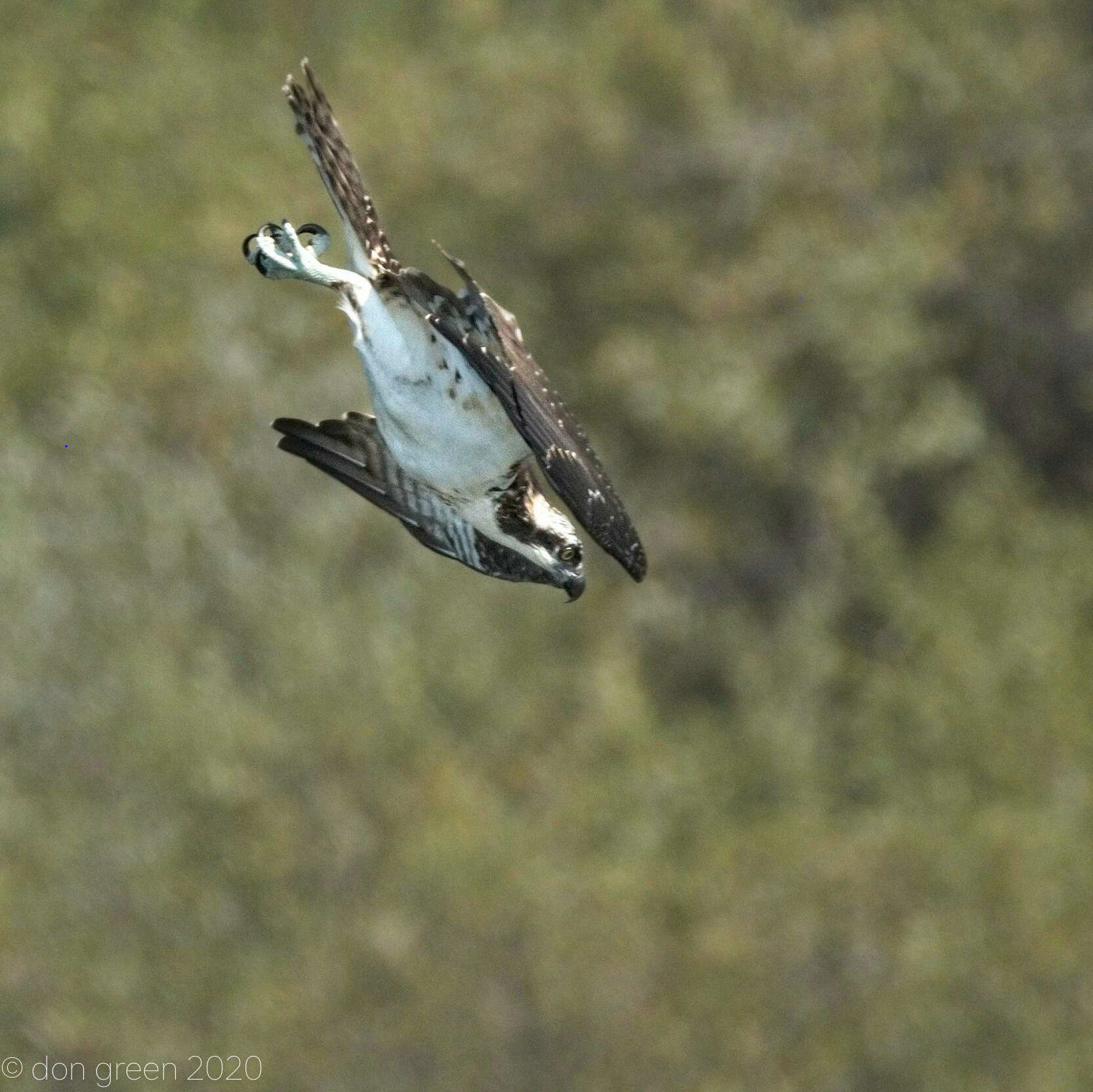 Image of ospreys