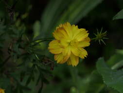 Image of sulphur cosmos