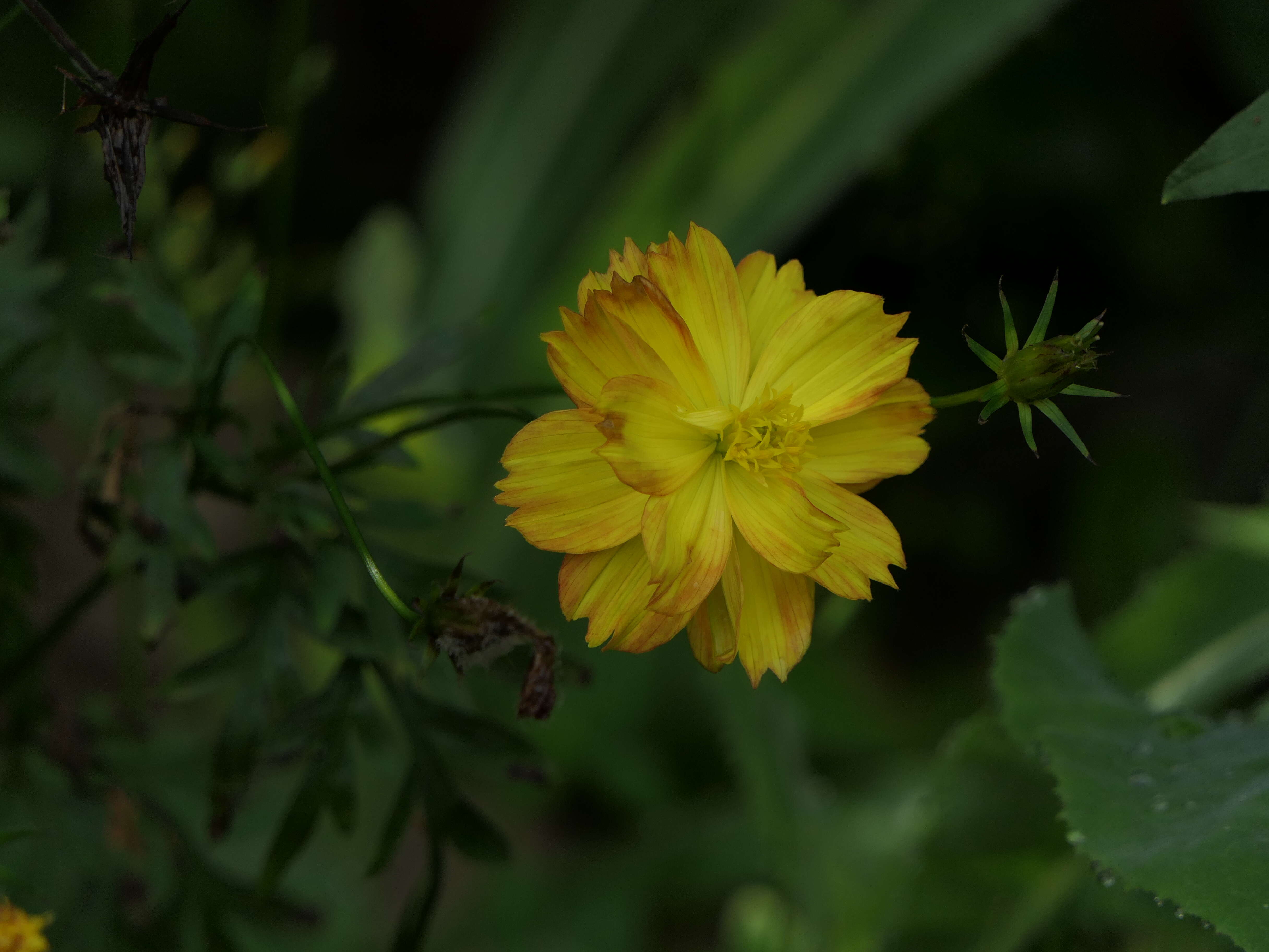 Image of sulphur cosmos