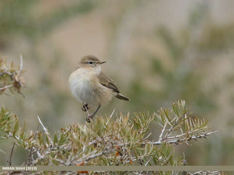 Image of Siberian Chiffchaff