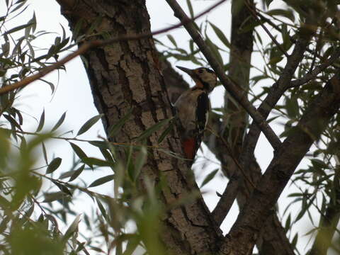 Image of Syrian Woodpecker