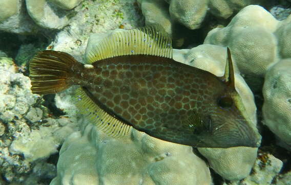 Image of Orange Filefish