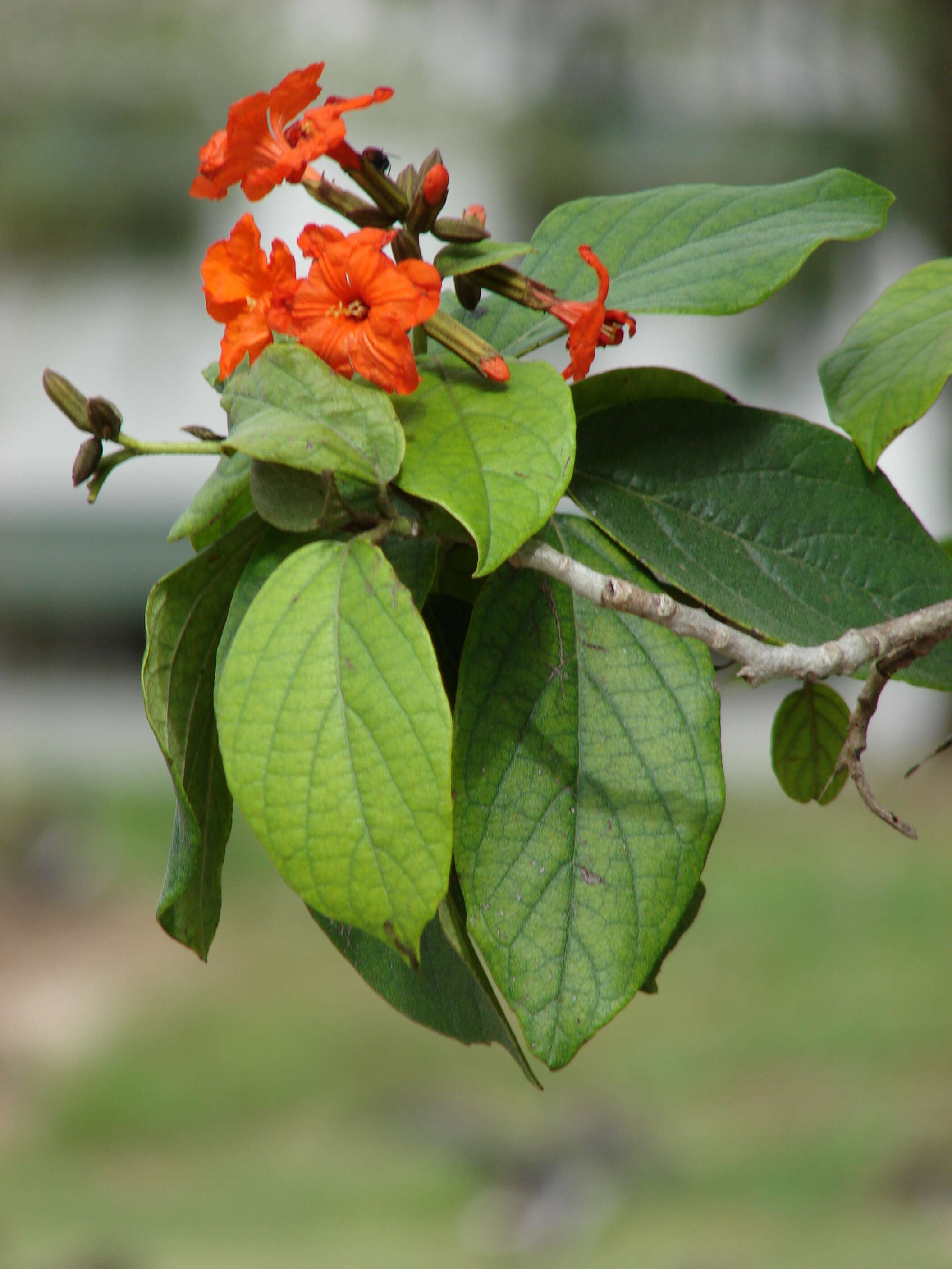 Image of largeleaf geigertree