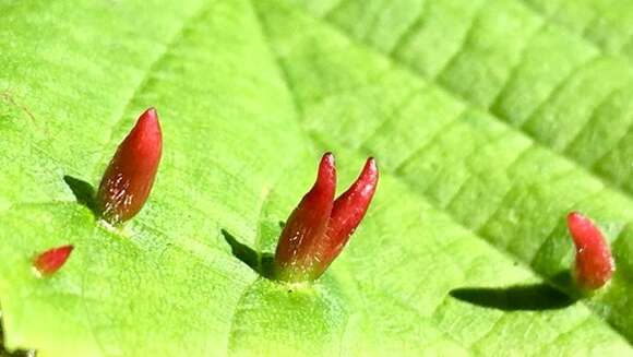 Image of Eriophyes tiliae