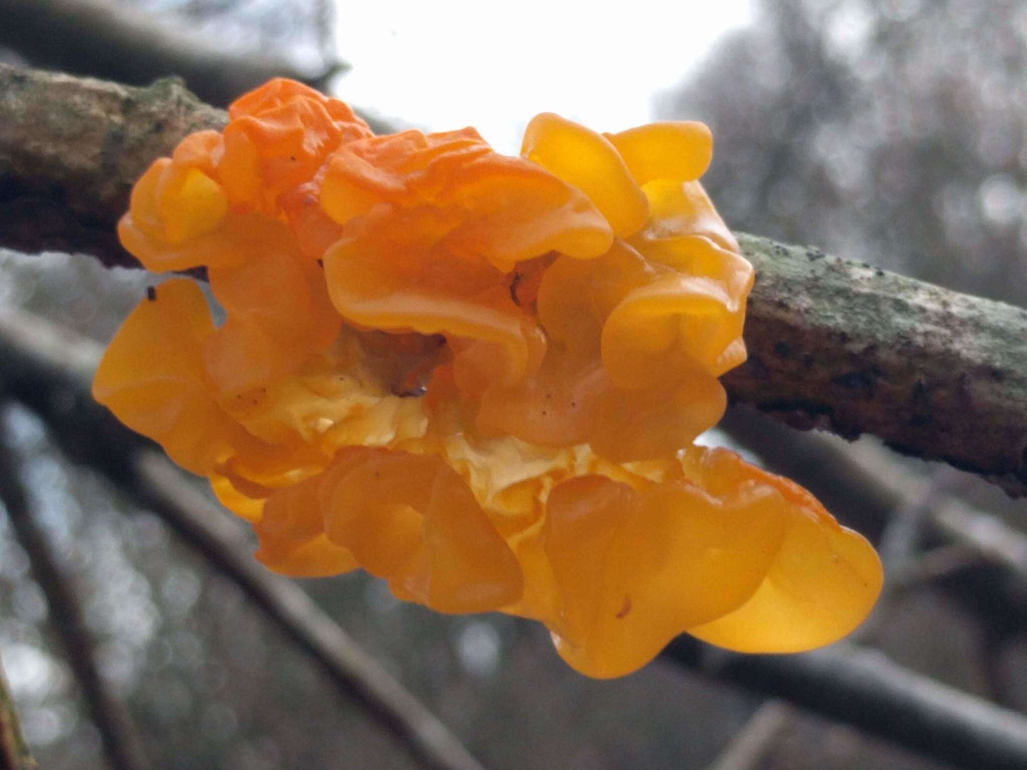 Image of Witches butter