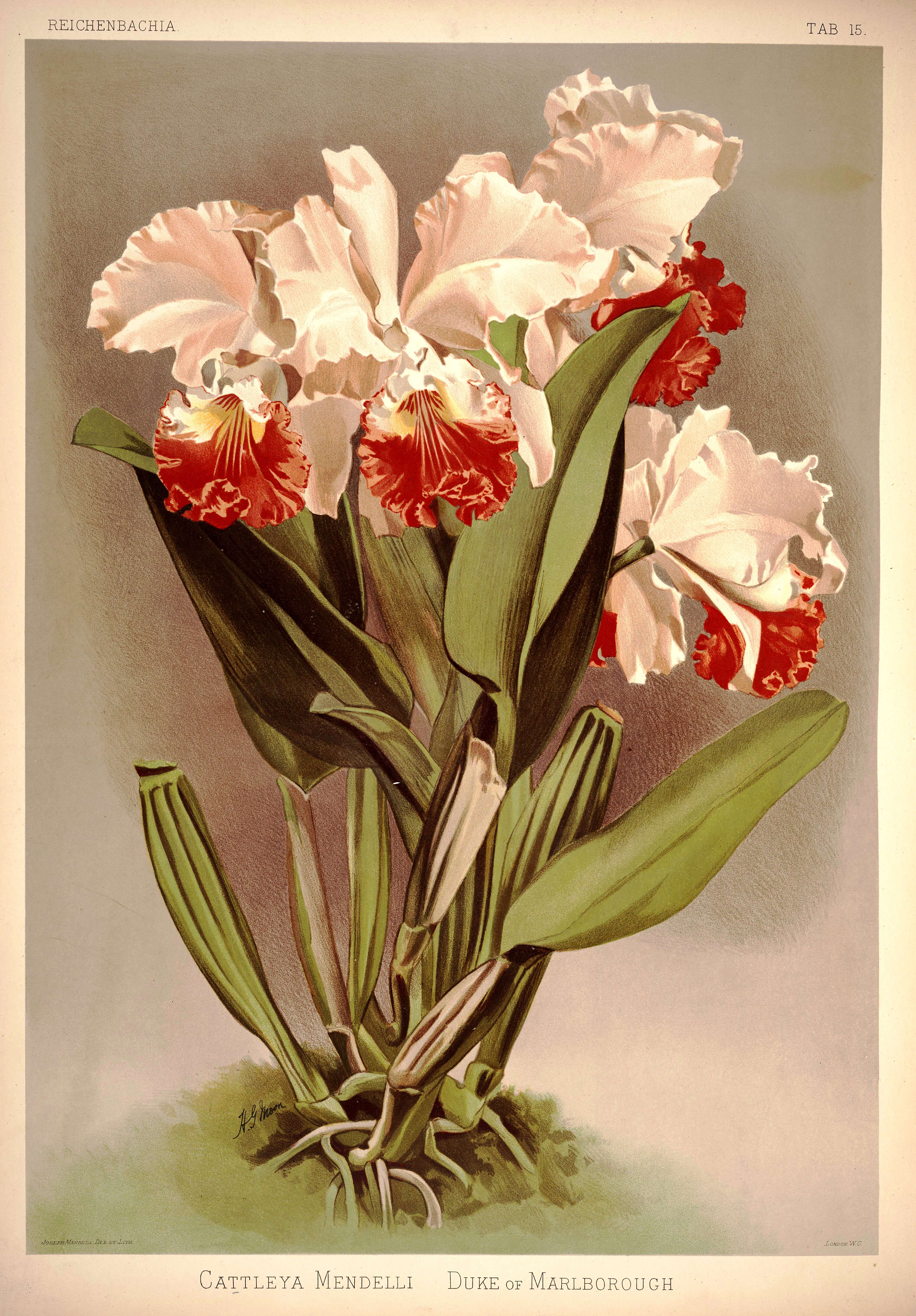 Image of Cattleya mendelii Dombrain